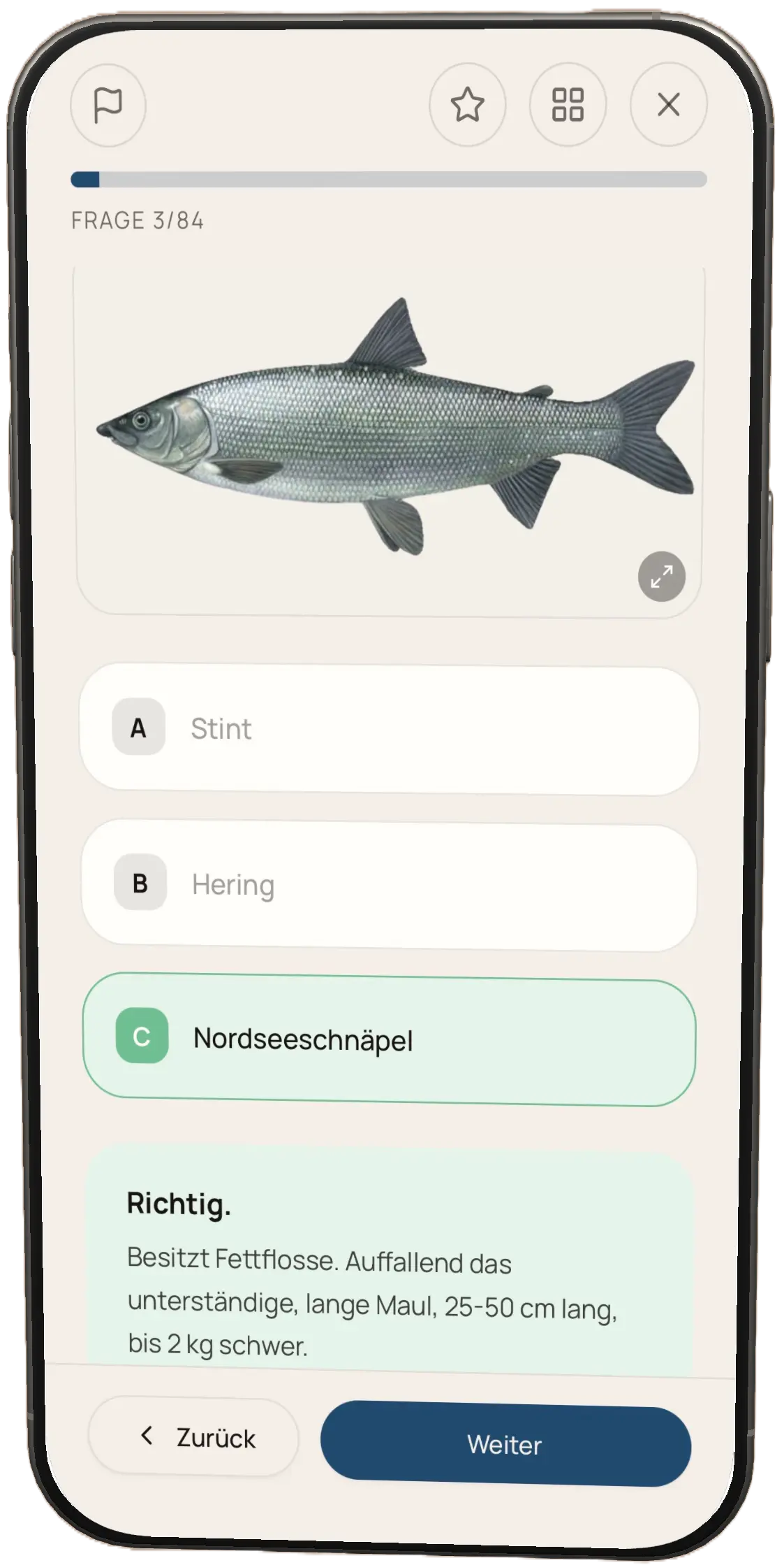 fischtest-App: Prüfungsfrage zur Fischart mit Fischbild und Erklärung